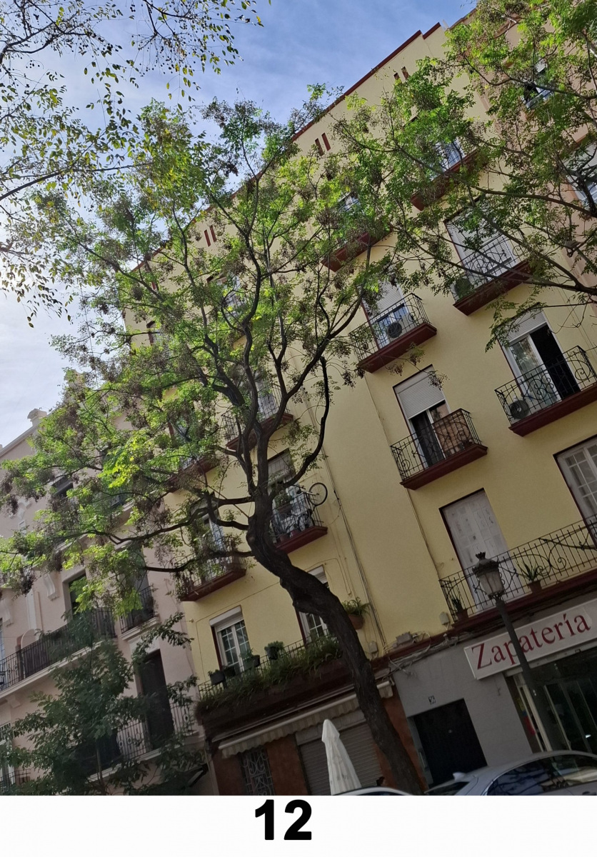 M-12-El-colorido-arbol-fachada